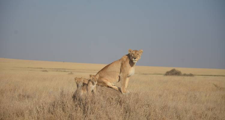 SÉJOUR DE 19 JOURS DANS LES PARCS DU NORD DE LA TANZANIE ET À LA PLAGE DE ZANZIBAR - Professional Safari Africa 2