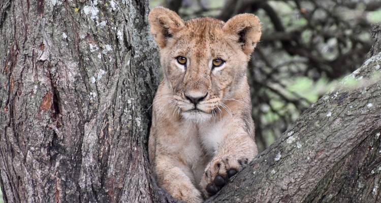 SÉJOUR DE 19 JOURS DANS LES PARCS DU NORD DE LA TANZANIE ET À LA PLAGE DE ZANZIBAR - Professional Safari Africa 3