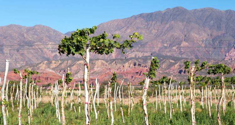 Wijngaarden voor een bergachtige achtergrond.