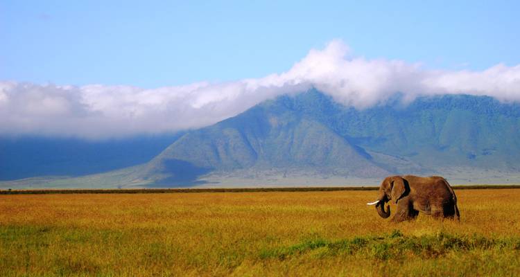 Olifant lopend in een uitgestrekt grasland met bergen op de achtergrond