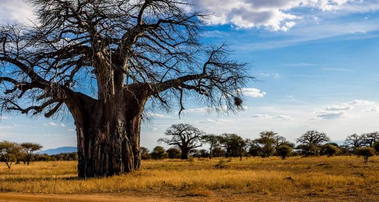 De Zanzíbar a Tarangire en 2 días, de la playa a la fauna salvaje - Lights on Africa Destinations & Safaris 6