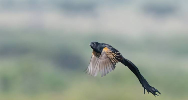 Vuelo de 3 días en Tarangire, Ngorongoro y Lago Manyara desde Zanzíbar - Lujo - Lights on Africa Destinations & Safaris 2