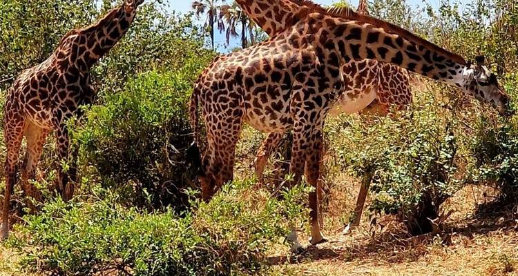 4-Days Lodge Safari - theKili-Guides 1