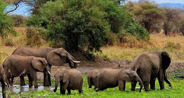 4-Days Lodge Safari - theKili-Guides 6