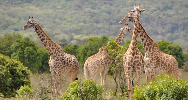 6 Días Ruta Marangu + 2 Días Safari Viaje Privado - theKili-Guides 4