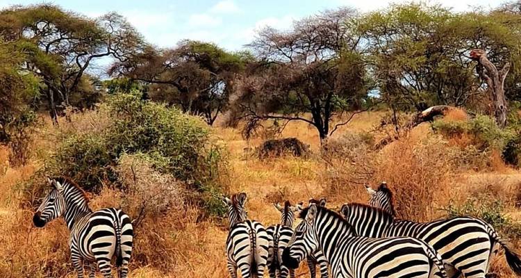 6 Días Ruta Marangu + 2 Días Safari Viaje Privado - theKili-Guides 7