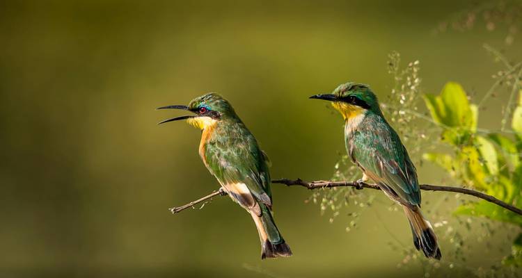Deux oiseaux colorés perchés sur une branche sur un arrière-plan flou.