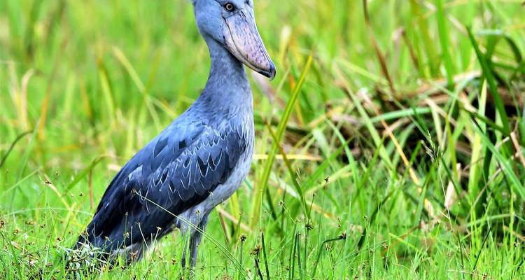 Bec-en-sabot debout parmi les hautes herbes vertes.
