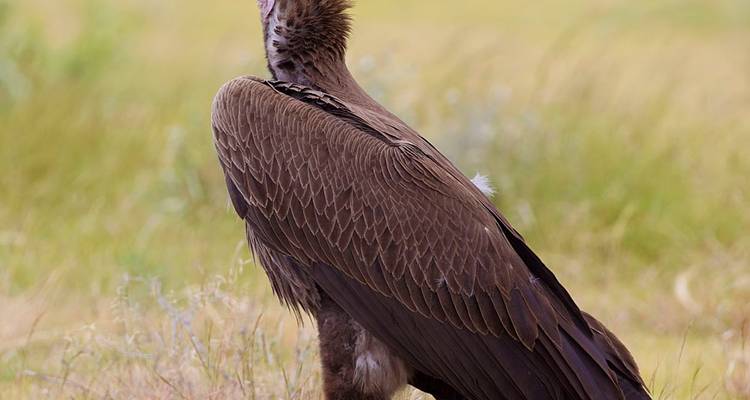 Grand vautour debout dans l'herbe regardant vers le haut.