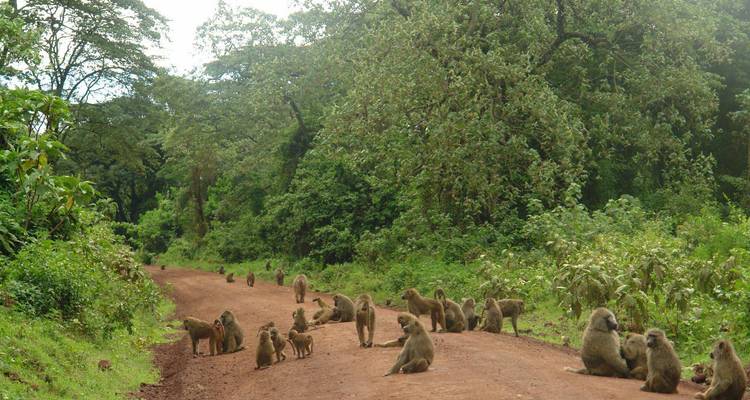 3-Day Fly in, Fly out to Tarangire, Manyara & Ngorongoro from Zanzibar - Lights on Africa Destinations & Safaris 2