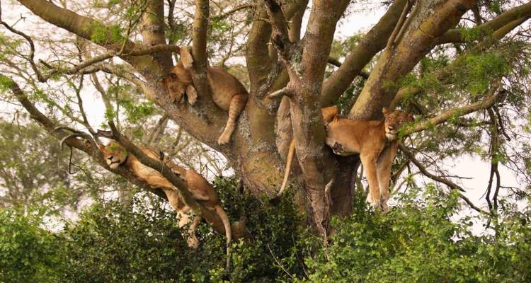 3-Day Fly in, Fly out to Tarangire, Manyara & Ngorongoro from Zanzibar - Lights on Africa Destinations & Safaris 4