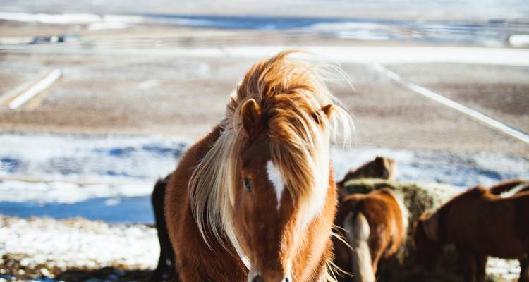 6 Días - Ruta de circunvalación de Islandia con entrada a la Laguna Azul - Excursión en Grupo pequeño - BusTravel Iceland 4