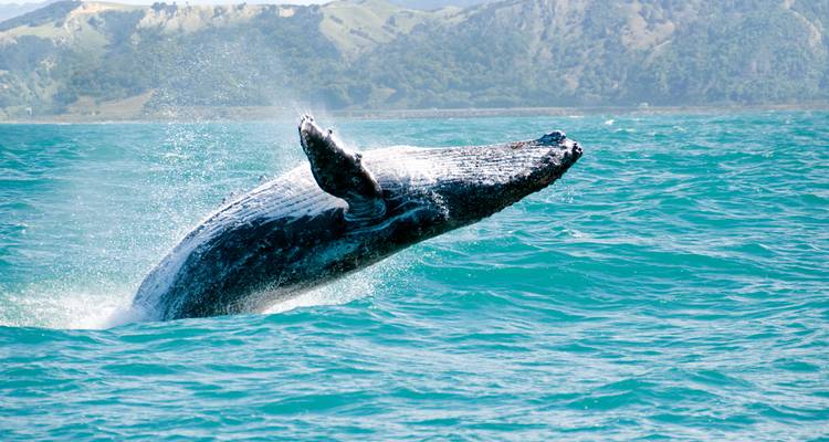 Budget NZ Encompassed Depuis Auckland - 21 jours - On The Go Tours 6