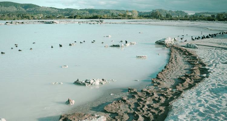 Lago geotermal azul lechoso salpicado de pájaros, rodeado de depósitos minerales y bosque distante.