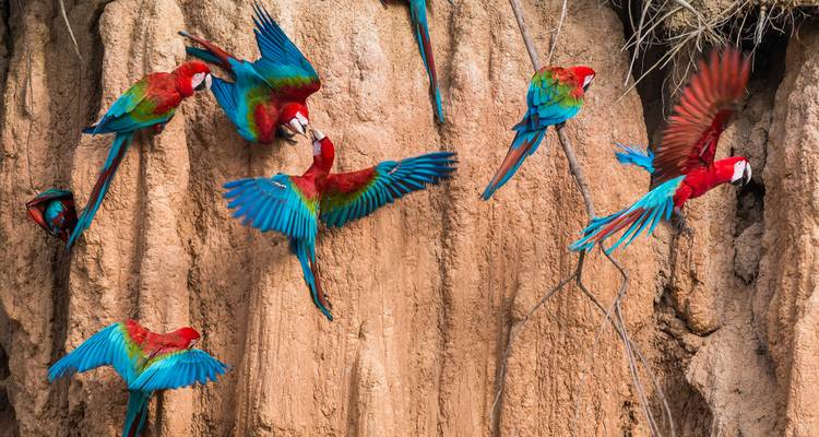 Brilliantly colored macaws take flight from a clay cliff in a tropical forest.