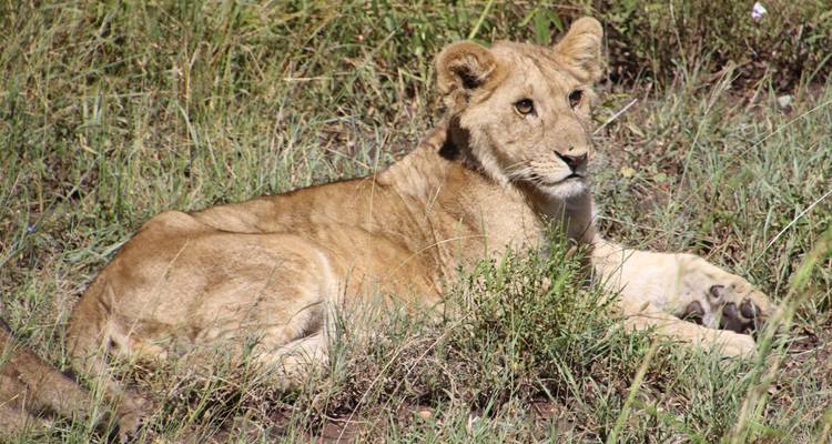 Lion resting in the grass in a wildlife park.