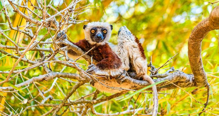 Circuit personnalisé de 11 jours à Madagascar en famille, départ quotidien et jeep privée - Agate Travel 2