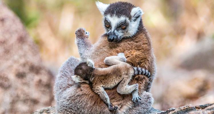 Circuit personnalisé de 11 jours à Madagascar en famille, départ quotidien et jeep privée - Agate Travel 6