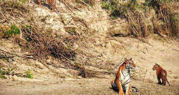 Adventure Bardia Tiger Safari Tour - Amazing Authentic Treks  2