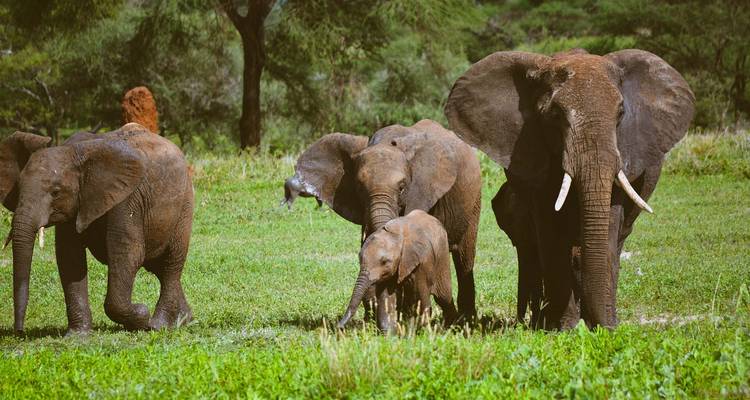 Elefantenfamilie, die auf grünem Gras in einem Park spaziert.