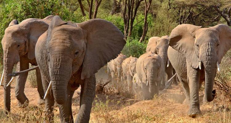 Elefantenherde, die durch eine staubige Savanne wandelt.