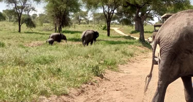 5 days Tanzania Lodge safari - theKili-Guides 1