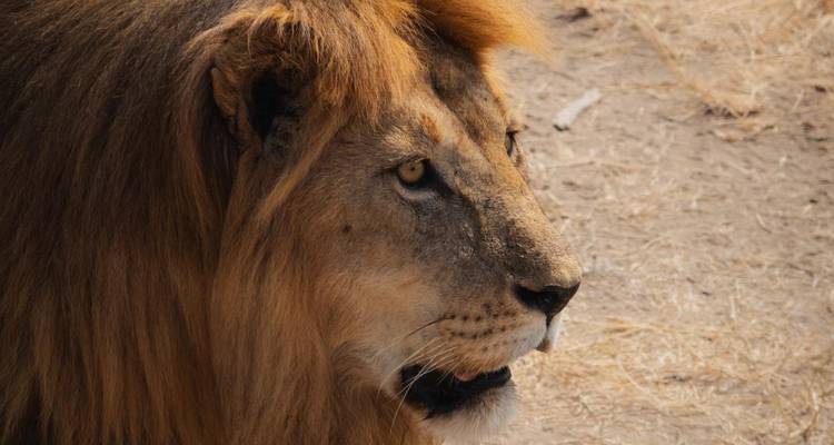 5 days Tanzania Lodge safari - theKili-Guides 2