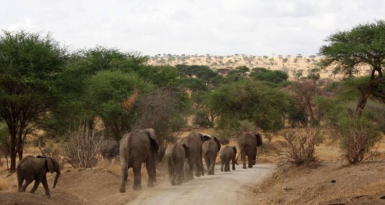 3-Day Safari to Ngorongoro, Tarangire & Manyara from Zanzibar - Lights on Africa Destinations & Safaris 7