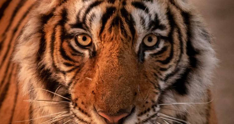 Close-up van een tijgergezicht met gedetailleerd vachtpatroon.