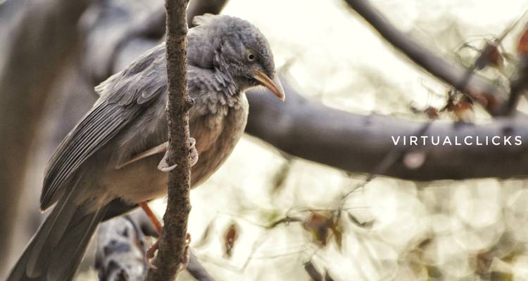 Een vogel zat op een tak met een watermerk in de afbeelding.