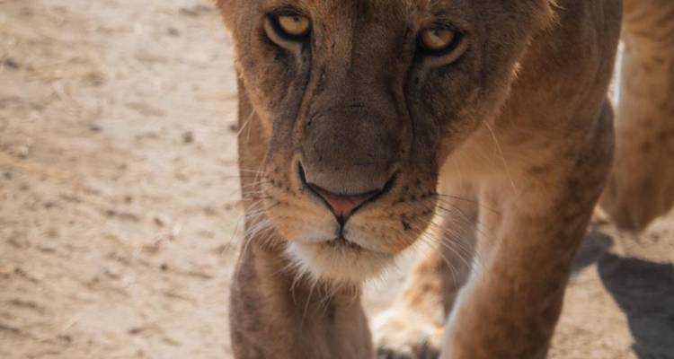 A 3-day flying safari in the Serengeti, commencing from Zanzibar - theKili-Guides 1