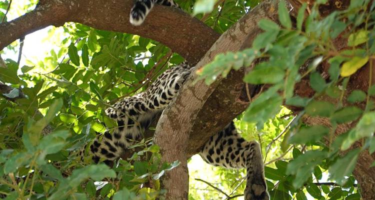 A 3-day flying safari in the Serengeti, commencing from Zanzibar - theKili-Guides 2