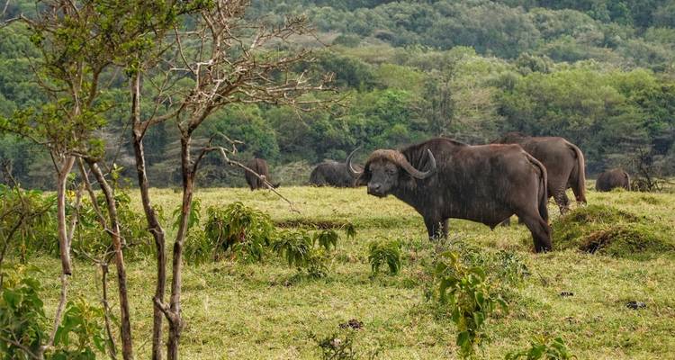 A 3-day flying safari in the Serengeti, commencing from Zanzibar - theKili-Guides 4