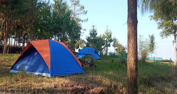 Tents in a forested area during daytime.