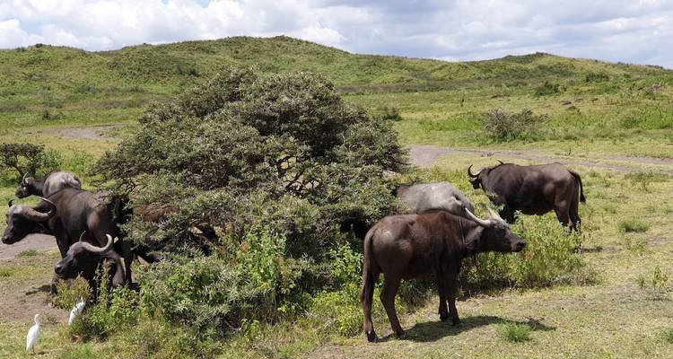 Safari de 2 días desde Zanzíbar: Tarangire y el cráter del Ngorongoro - theKili-Guides 1