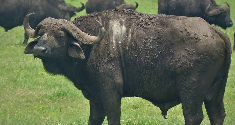Safari de 2 días desde Zanzíbar: Tarangire y el cráter del Ngorongoro - theKili-Guides 2