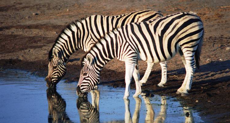 Deserts & Delta Easter Family Overland (Windhoek t - Encounters Travel 2