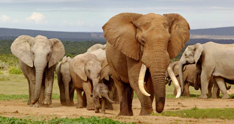 Herd of elephants walking in a savannah landscape.
