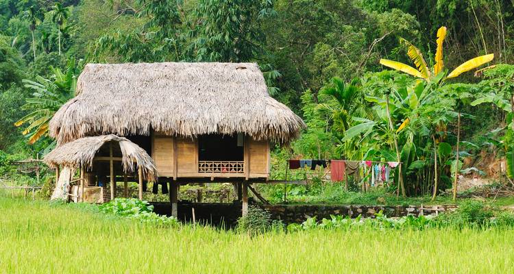 Casa tradicional de palafito con techo de paja rodeada de exuberantes campos de arroz verdes y plantas tropicales