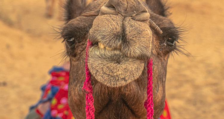 Camel Fair with Rajasthan Tour - Seven Wonder Tour and Travels 5