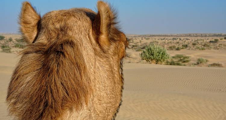 Camel Fair with Rajasthan Tour - Seven Wonder Tour and Travels 2