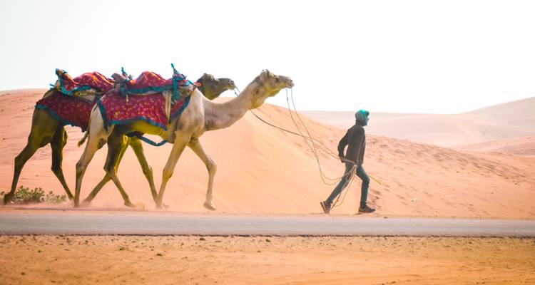 Camel Fair with Rajasthan Tour - Seven Wonder Tour and Travels 4