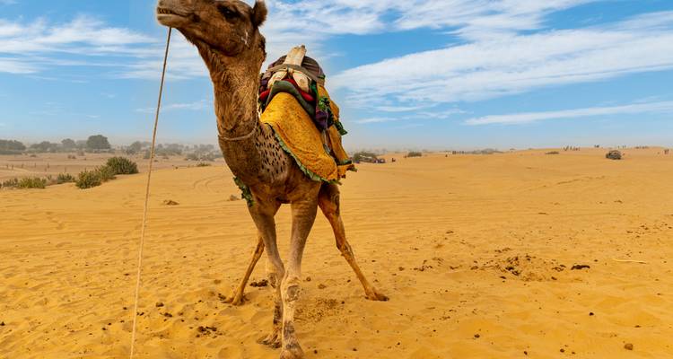 Camel Fair with Rajasthan Tour - Seven Wonder Tour and Travels 7