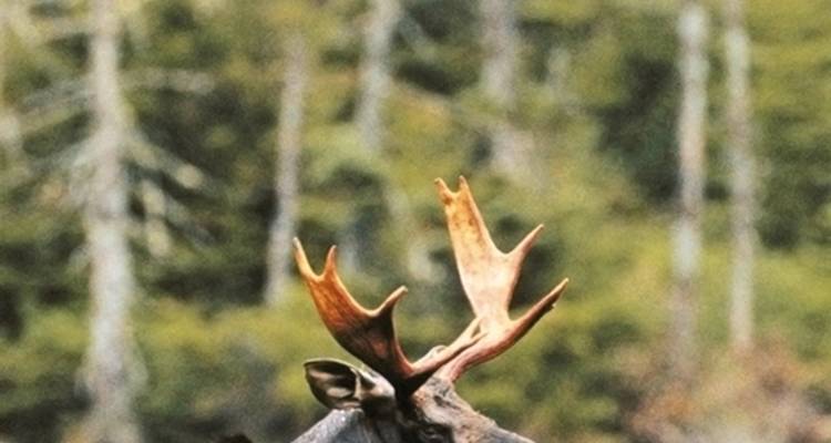 Algonquin by Canoe - Tent - DERTOUR 5