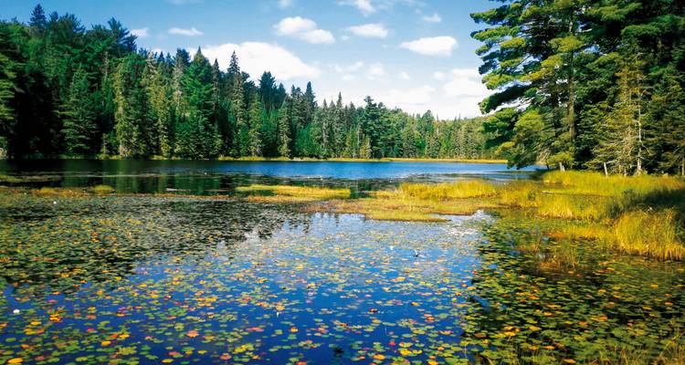 Lago rodeado de un frondoso bosque bajo un cielo azul brillante.