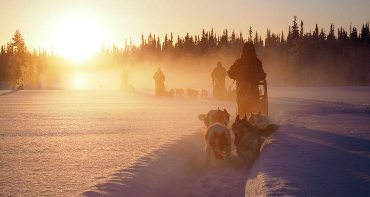 Finlandia - Una excursión con huskies en la inmensidad de Laponia - Travel To Life 1