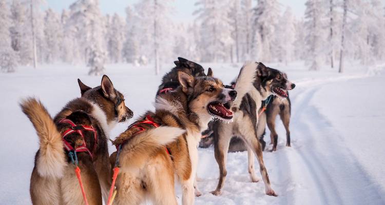 Finlandia - Una excursión con huskies en la inmensidad de Laponia - Travel To Life 2
