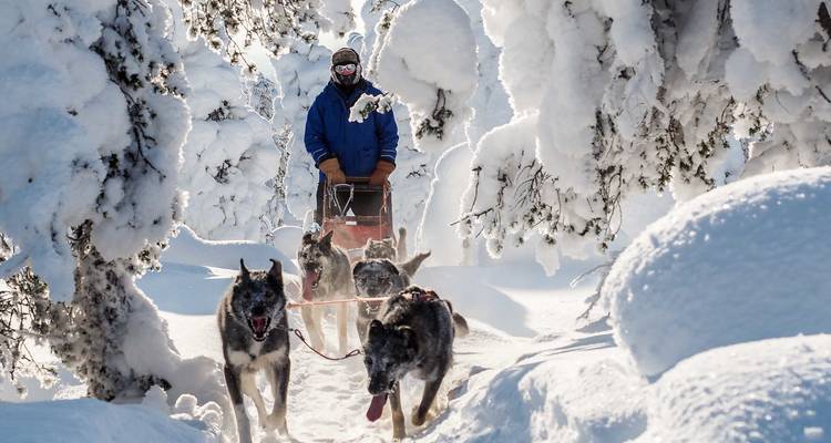 Finlandia - Una excursión con huskies en la inmensidad de Laponia - Travel To Life 3