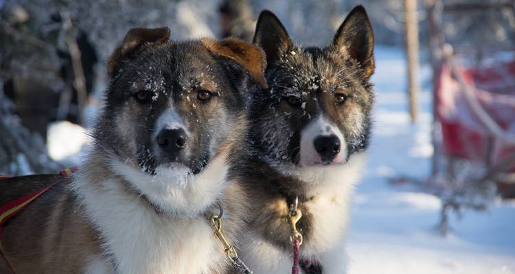 Finlandia - Una excursión con huskies en la inmensidad de Laponia - Travel To Life 7
