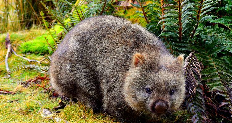Best of Tasmania - 10 days - On The Go Tours 2
